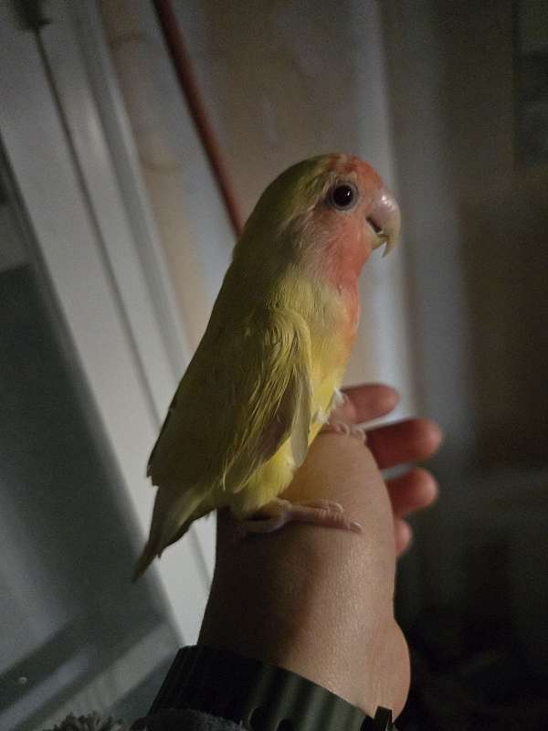 peach-faced-lovebird-for-sale