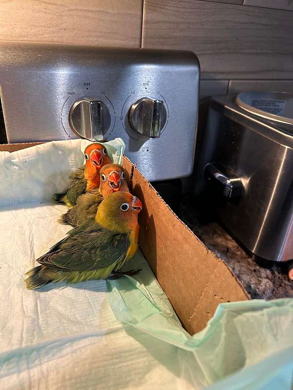 fischers-lovebird-for-sale