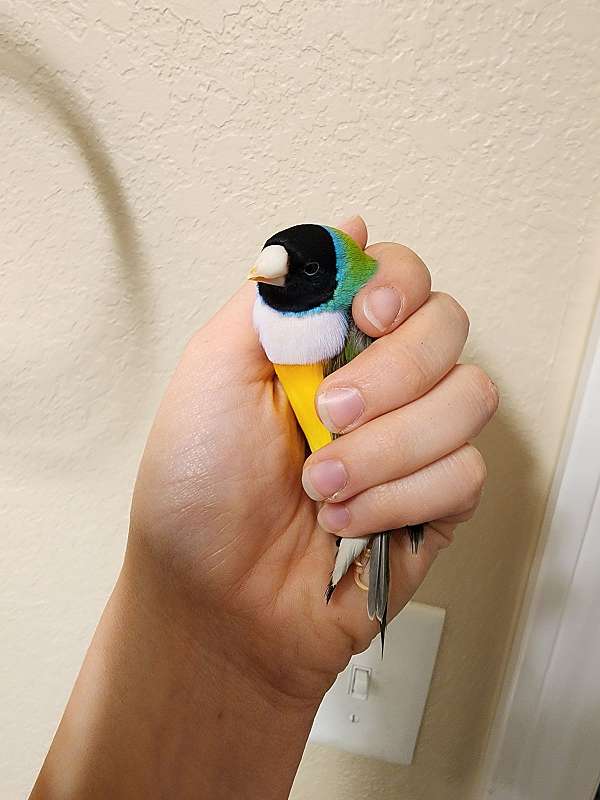 lady-gouldian-finch-for-sale-in-gentry-ar