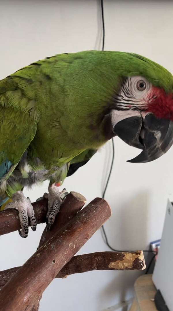 macaw-military-macaw-for-sale-in-bakersfield-ca