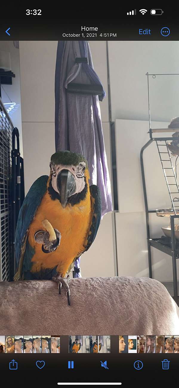 blue-gold-macaw-for-sale-in-washington-district-of-columbia