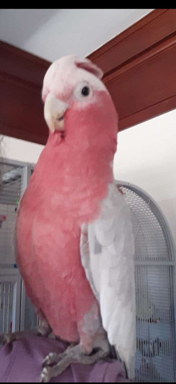 rose-breasted-cockatoo-for-sale