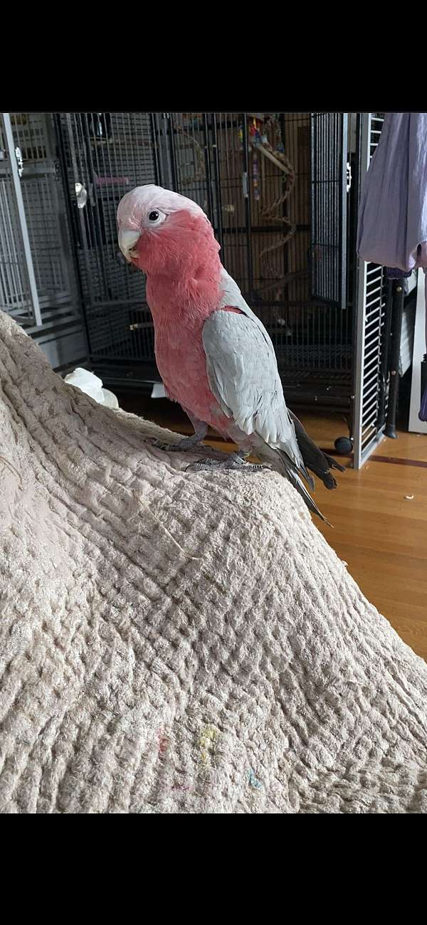 rose-breasted-cockatoo-for-sale-in-washington-district-of-columbia