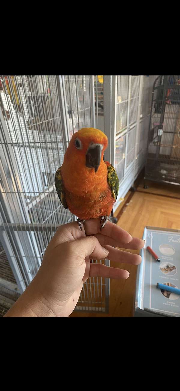 sun-conure-for-sale