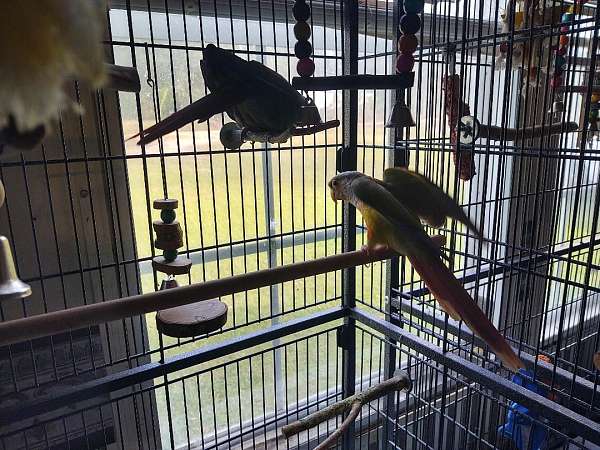 conure-for-sale-in-moultrie-ga