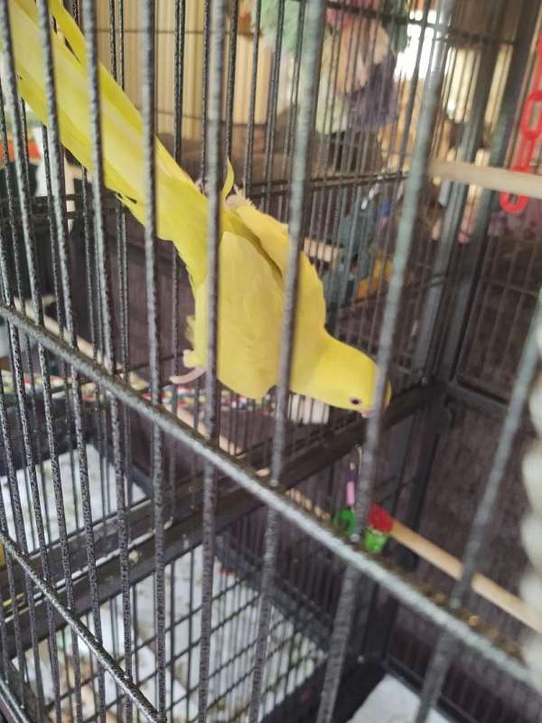 parakeet-for-sale