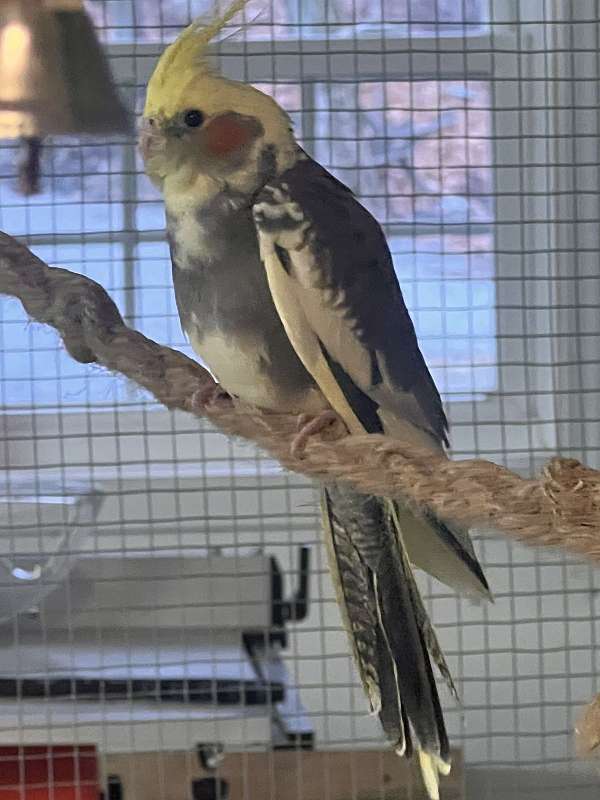 cockatiel-for-sale