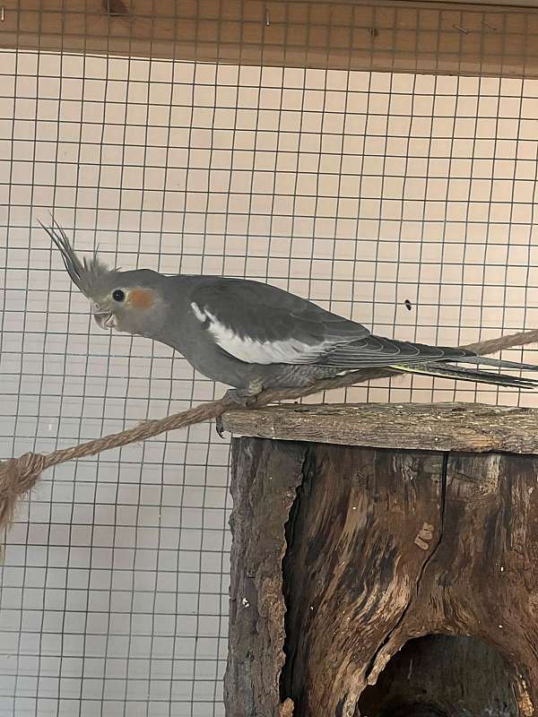 grey-yellow-bird-for-sale-in-bolton-ct