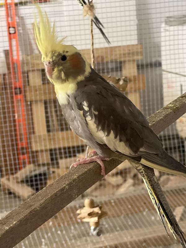 baby-cockatiel-for-sale