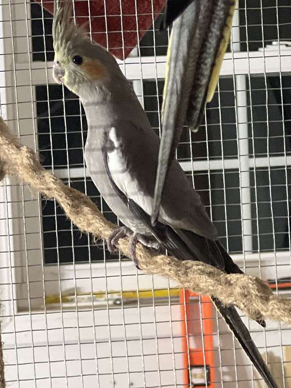 grey-yellow-bird-for-sale