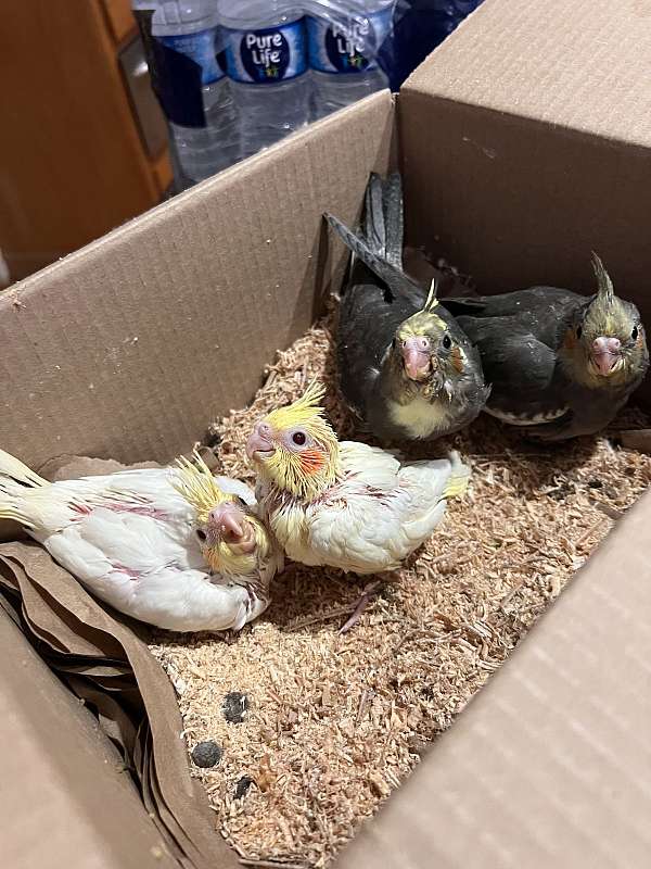 cockatiel-for-sale