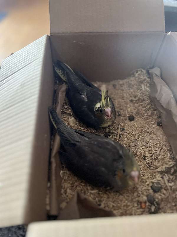 baby-cockatiel-for-sale