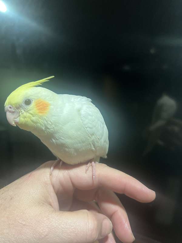 grey-yellow-bird-for-sale-in-bolton-ct