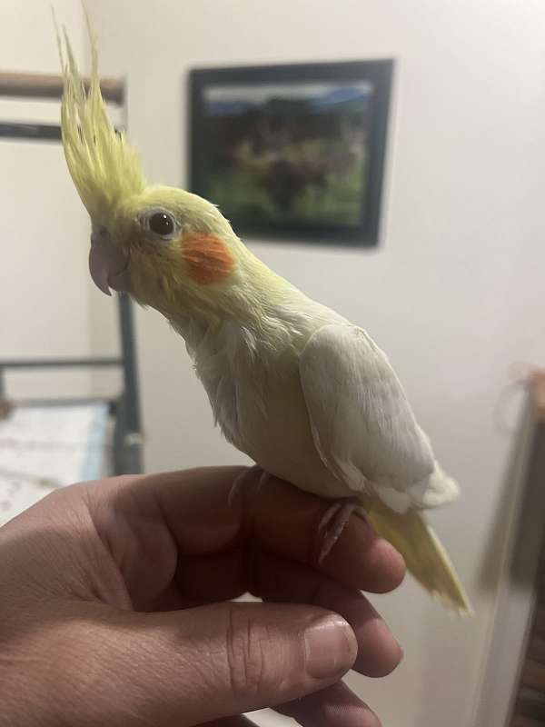 cockatiel-for-sale