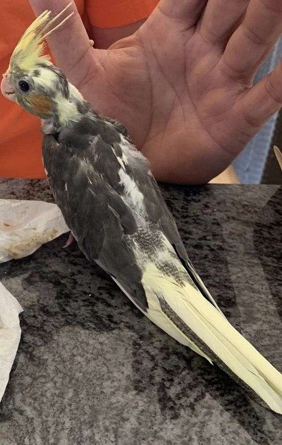grey-yellow-bird-for-sale-in-bolton-ct