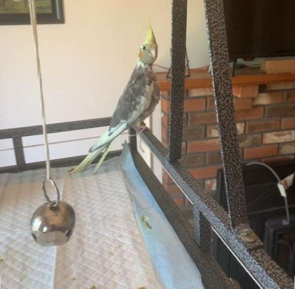cockatiel-for-sale