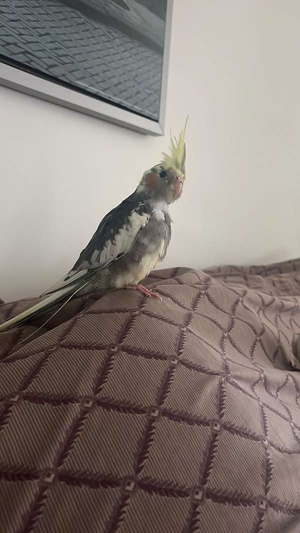 baby-bird