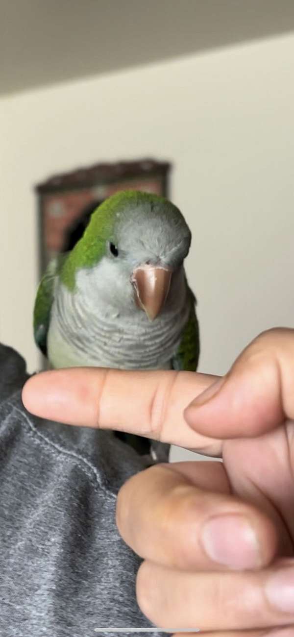 quaker-parrots-for-sale