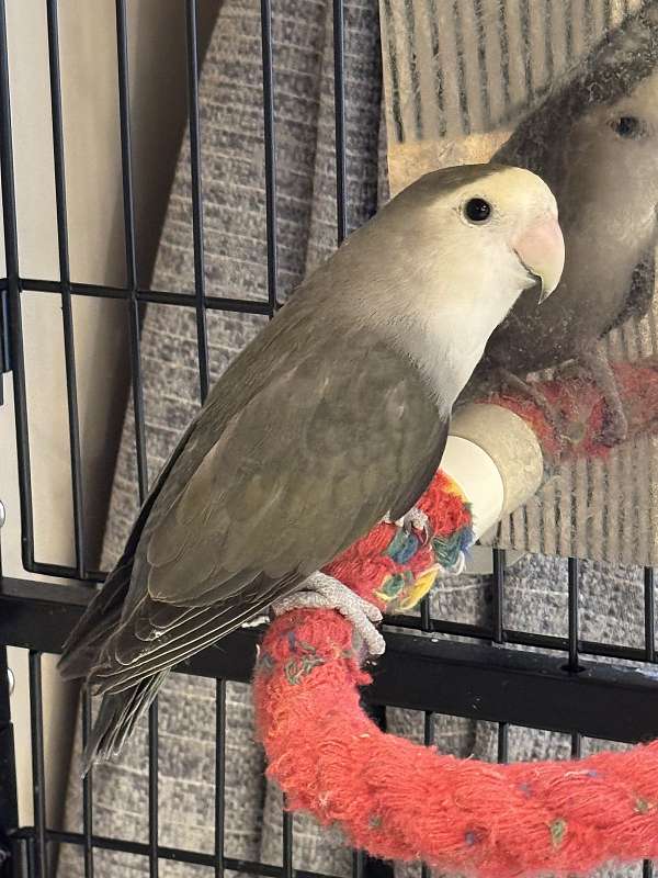 peach-faced-lovebird-for-sale-in-sterling-va