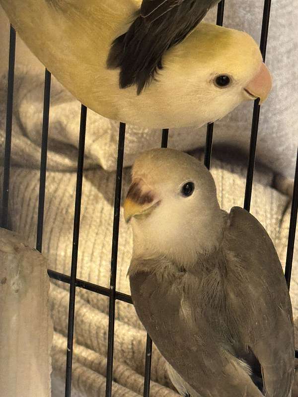 peach-faced-lovebird-for-sale