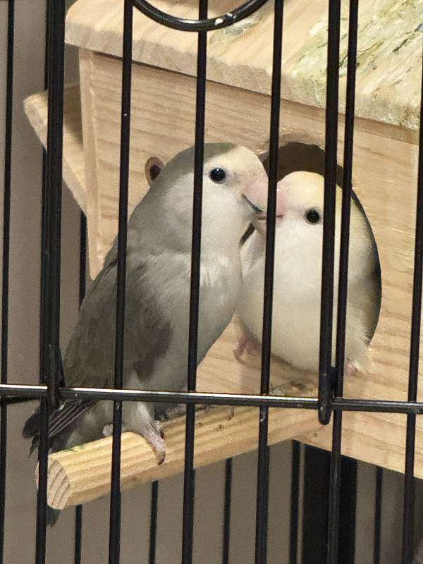 peach-faced-lovebird-for-sale-in-sterling-va