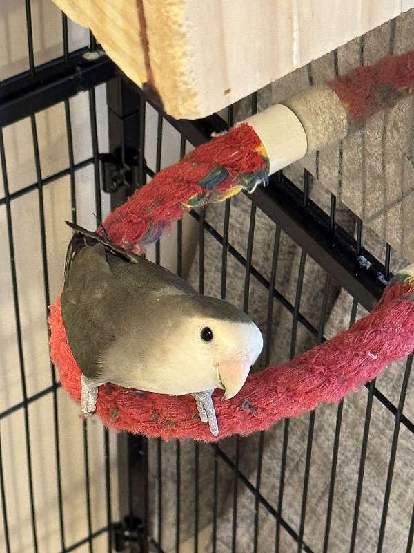 peach-faced-lovebird-for-sale