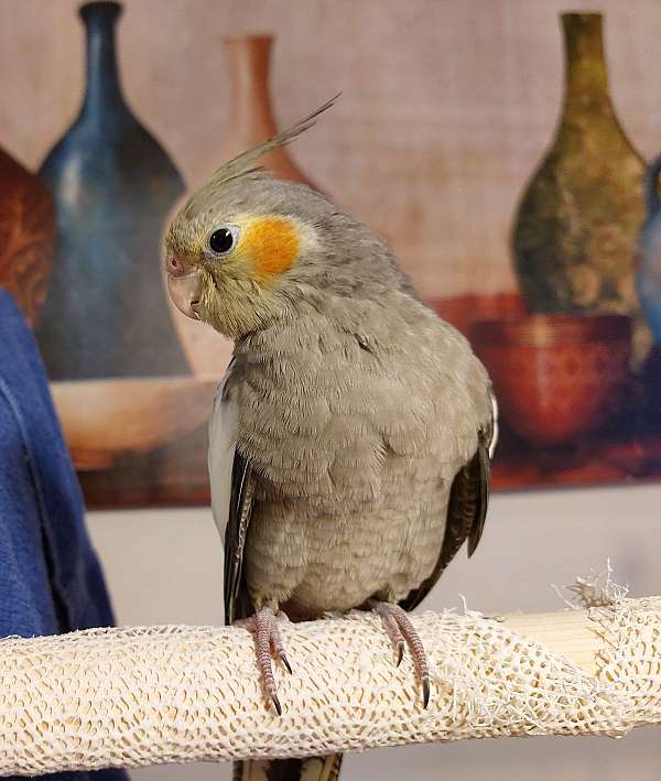 lutino-cockatiel-for-sale