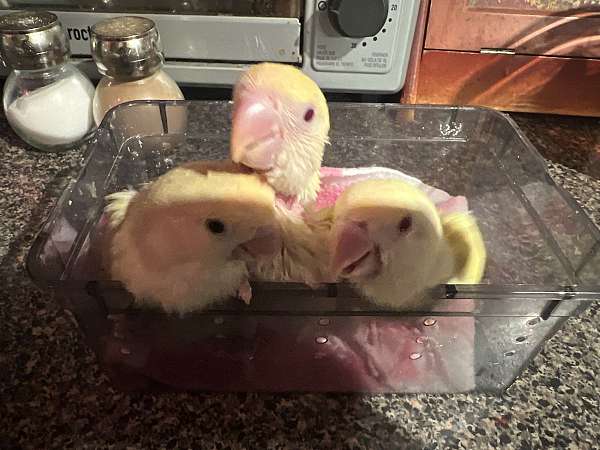 peach-faced-lovebird-for-sale-in-west-point-va