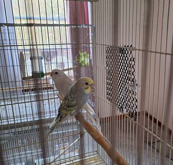 albino-red-parakeet-for-sale