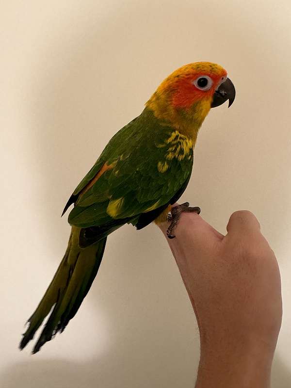 conure-sun-conure-for-sale-in-clarksburg-md