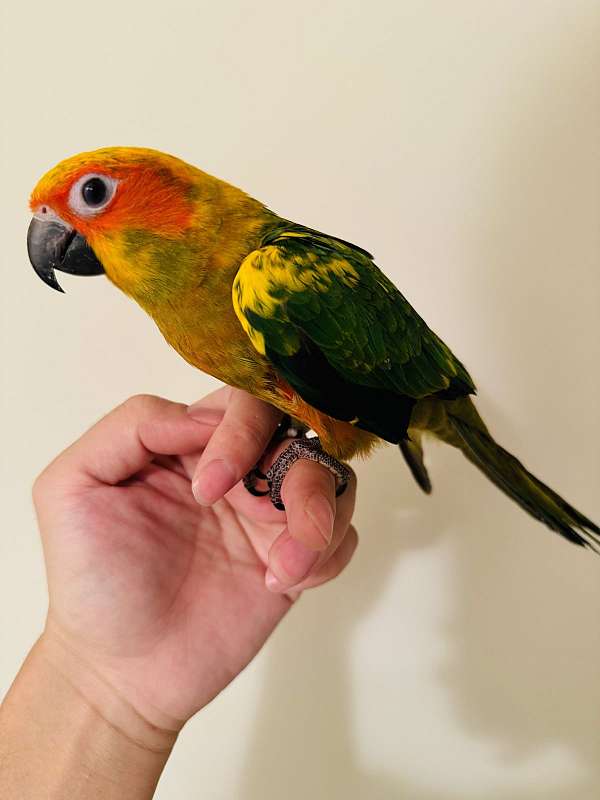 conure-sun-conure-for-sale-in-clarksburg-md