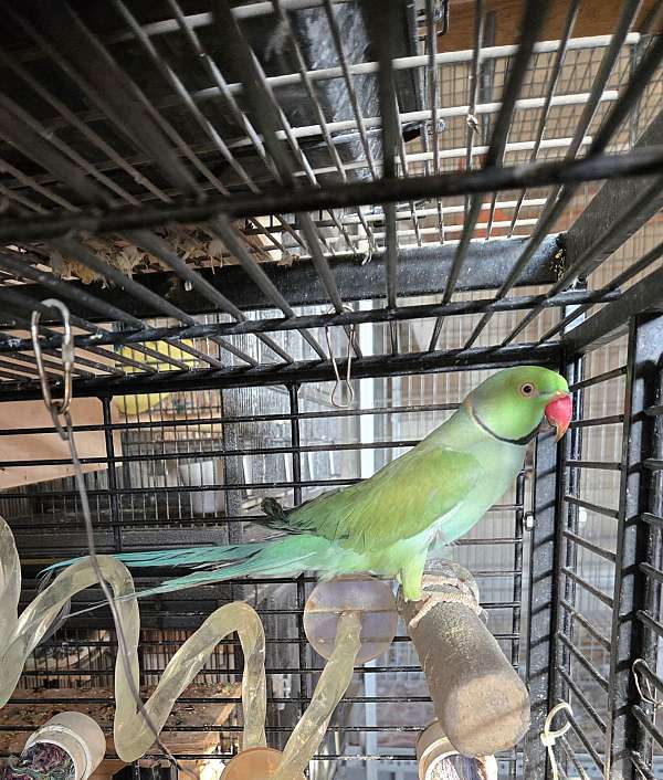 parrot-for-sale