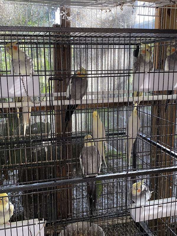 cockatiel-for-sale