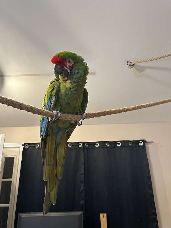 military-macaw-for-sale-in-jackson-mi