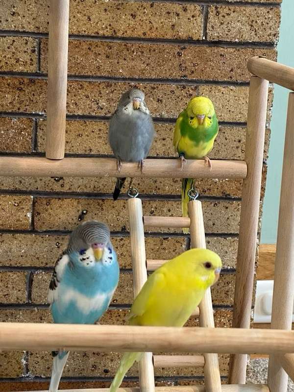 budgerigar-parakeet-for-sale-in-jackson-mi