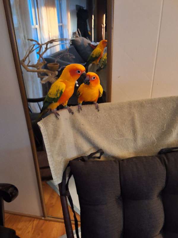 parrot-for-sale-in-midland-pa