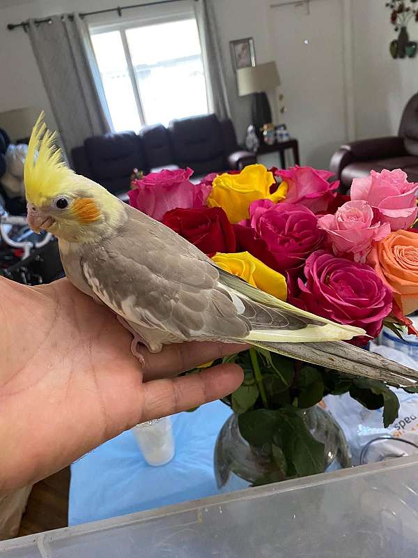 cockatiel-for-sale