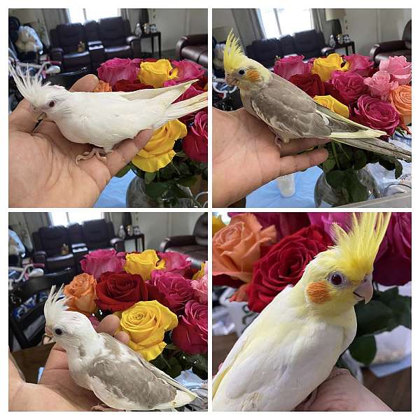 cockatiel-for-sale