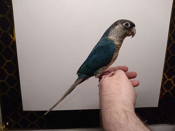 conure-for-sale