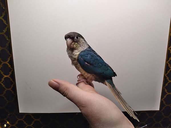 conure-for-sale