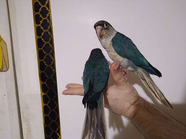 conure-for-sale