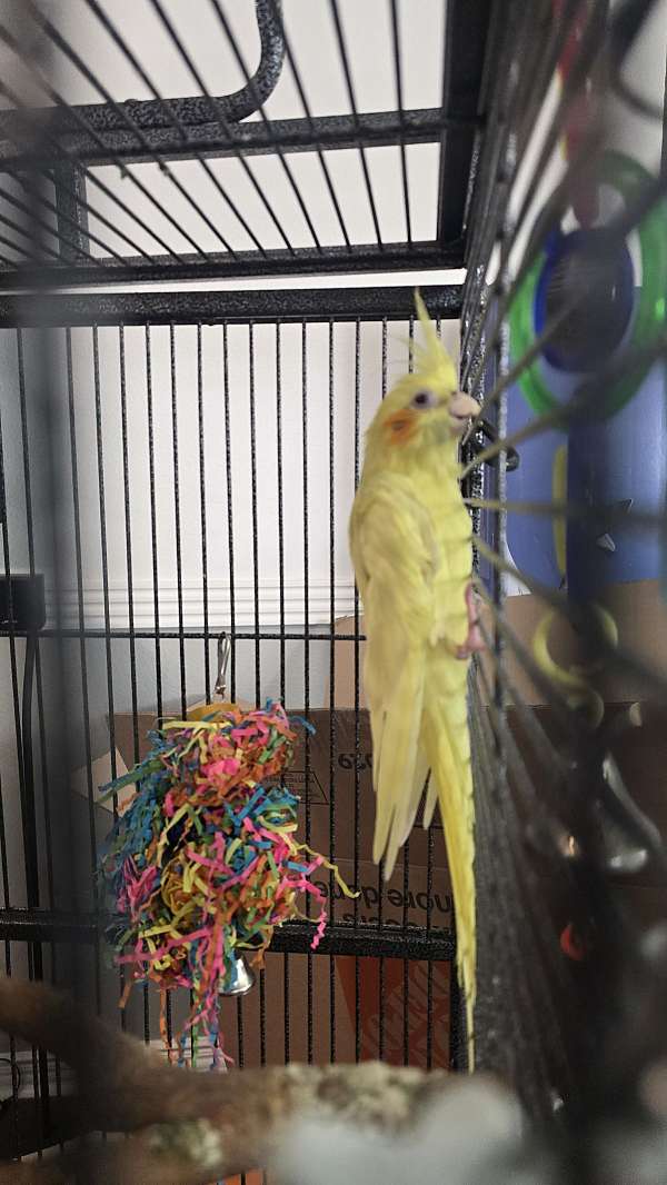 yellow-bird-for-sale-in-sherman-tx