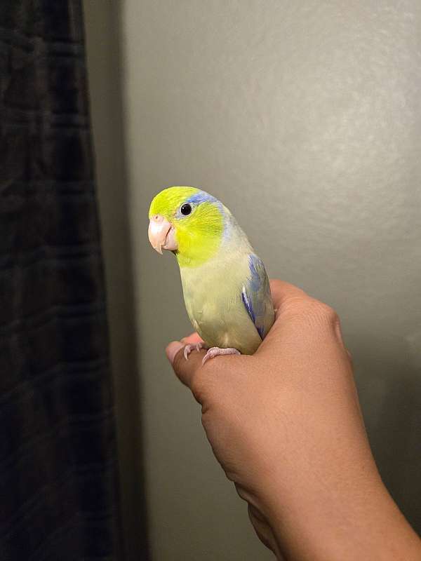 green-pied-bird-for-sale-in-arlington-tx