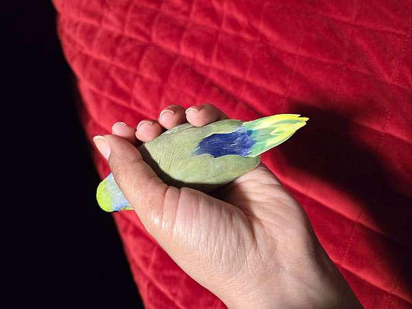 green-pied-parrotlet-for-sale