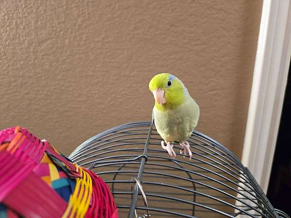 parrotlet-for-sale-in-arlington-tx