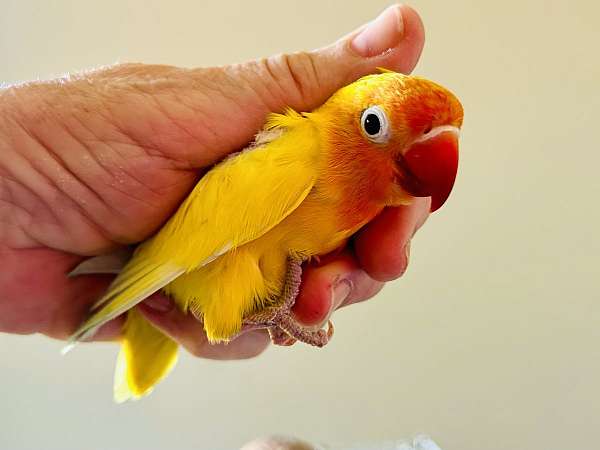 fischers-lovebird-for-sale