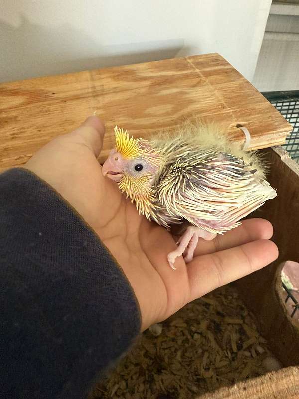 cockatiel-for-sale