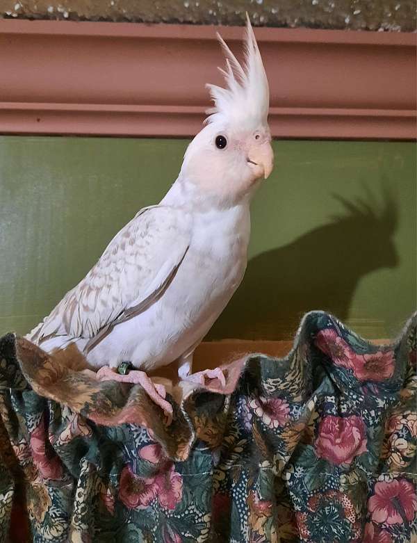 cockatiel-for-sale-in-loudon-nh