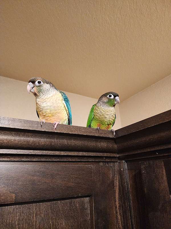 green-cheek-conure-for-sale-in-gentry-ar