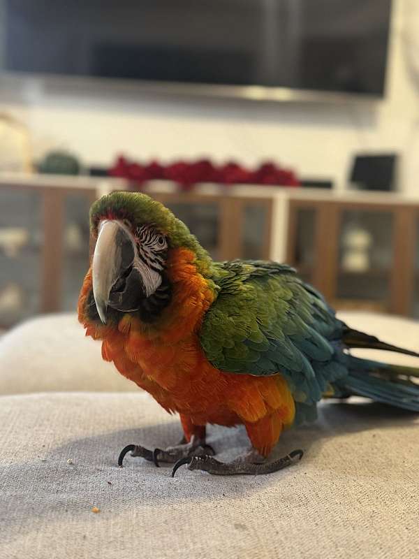 macaw-for-sale